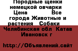 Породные щенки немецкой овчарки › Цена ­ 24 000 - Все города Животные и растения » Собаки   . Челябинская обл.,Катав-Ивановск г.